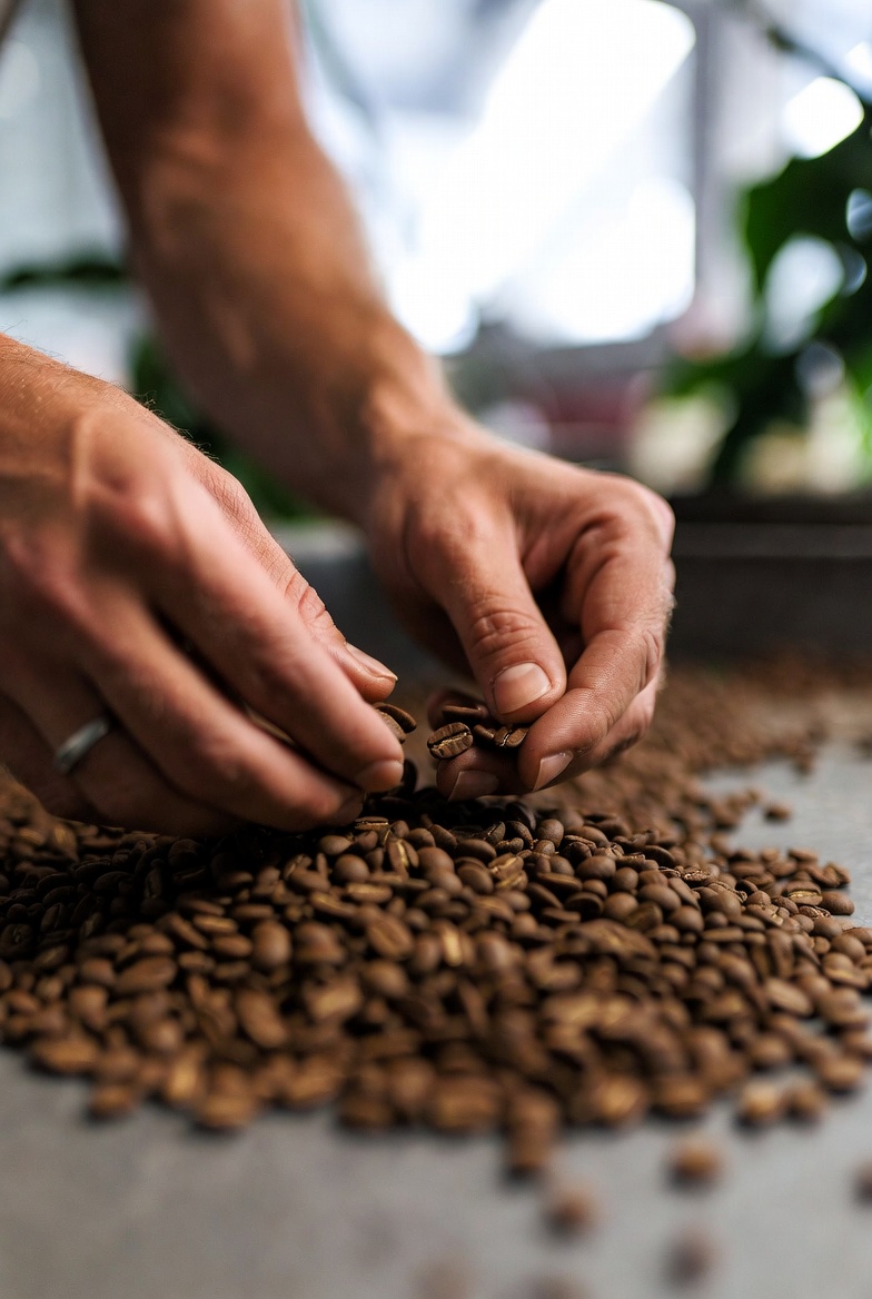 Hands inspecting green coffee beans for quality.