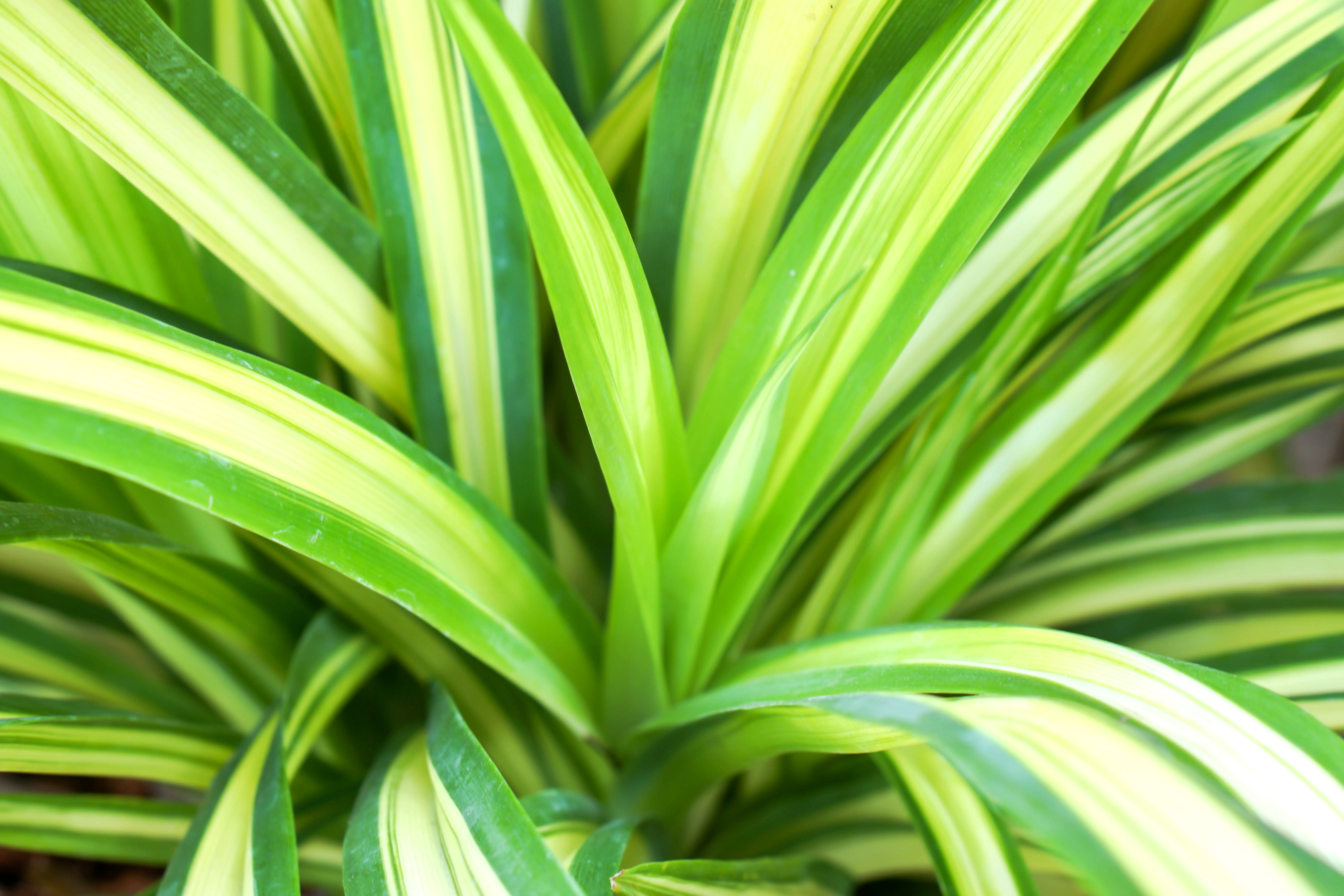 Bougainvillea and Heliconia ornamental plants from Costa Rica.